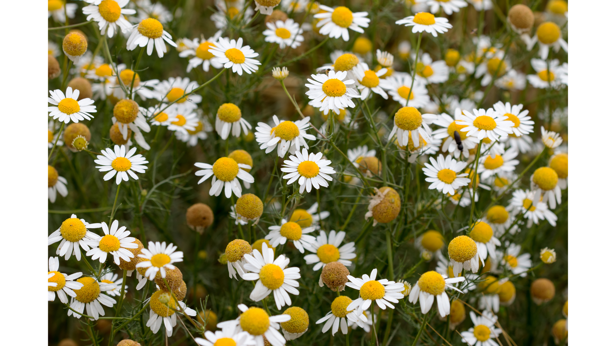 
                  
                    Field of camomille relcha tea
                  
                
