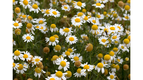 Chamomile Blossoms