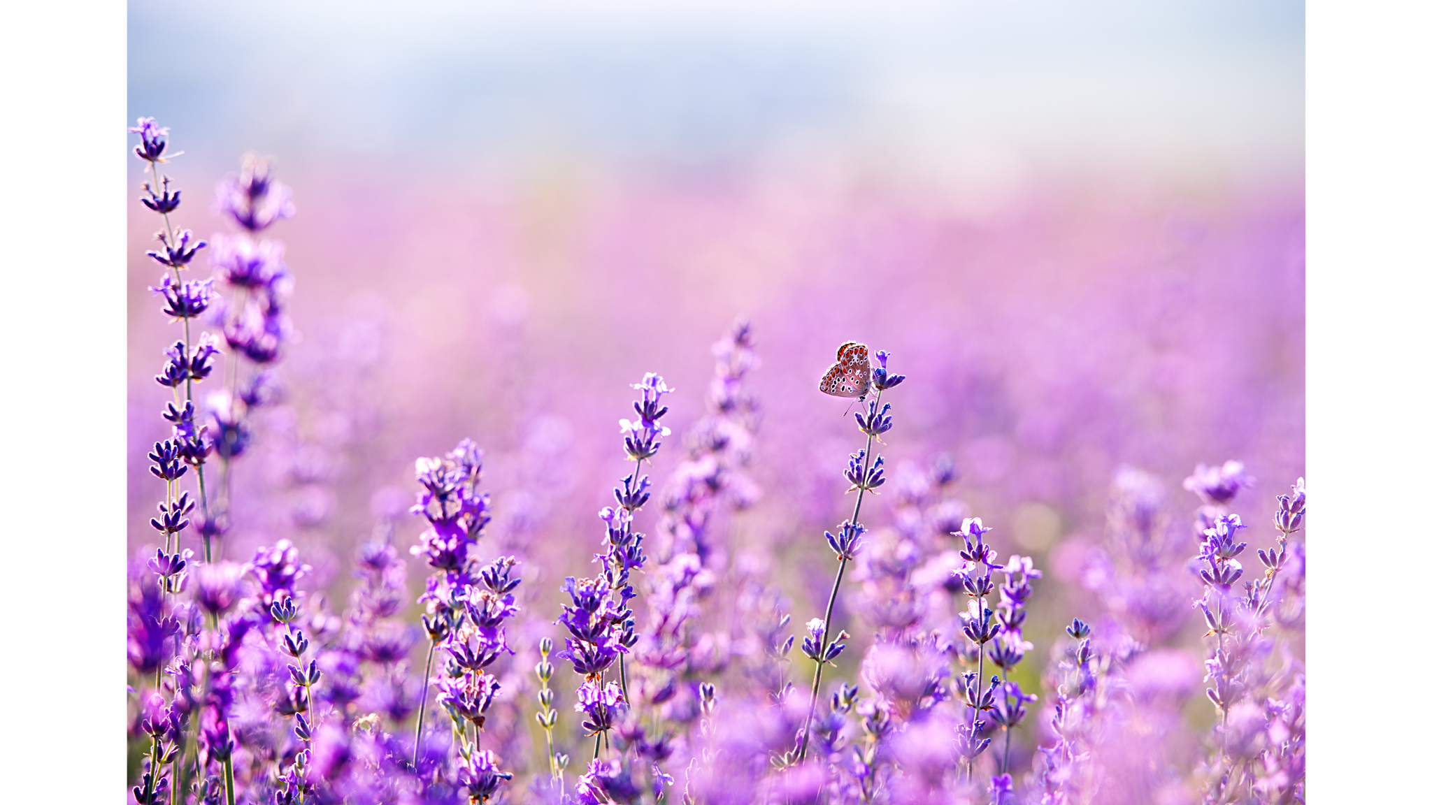 
                  
                    Field of purple lavenders Relcha Tea Sweet dreams 
                  
                