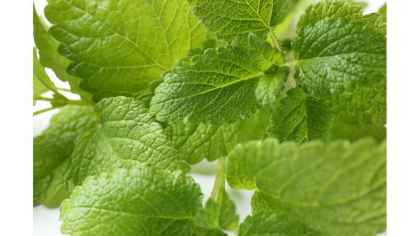 Lemon Balm Leaves