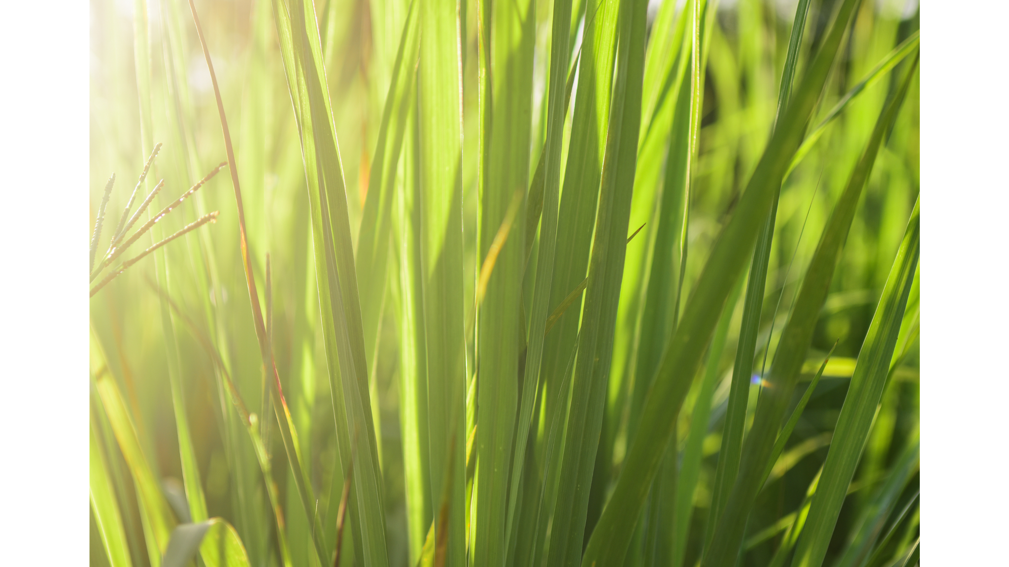 
                  
                    Good Morning Sunshine
                  
                