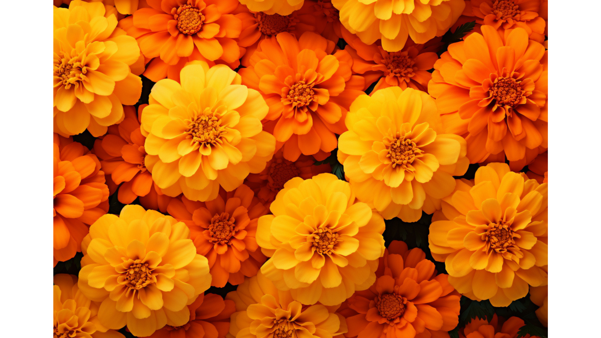 
                  
                    marigolf blossomes relcha teas
                  
                