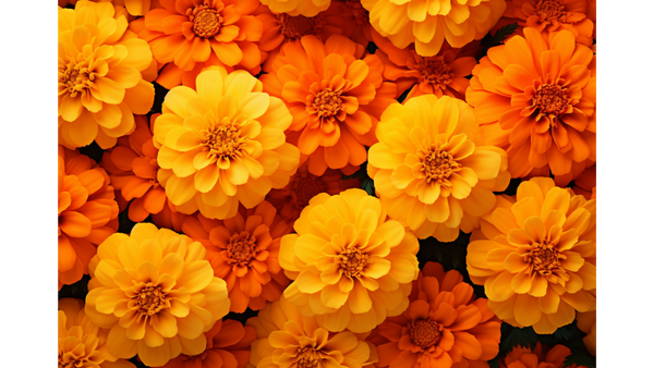 Marigold Blossoms