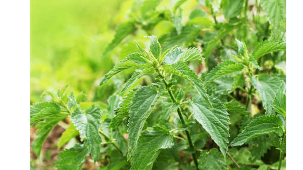 Nettle leaves