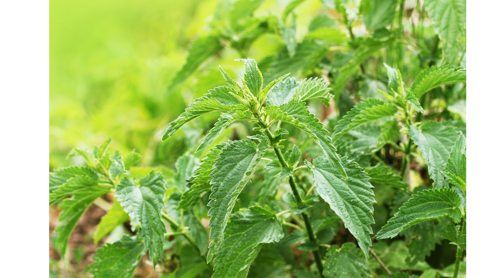 
                  
                    Good Morning Sunshine
                  
                