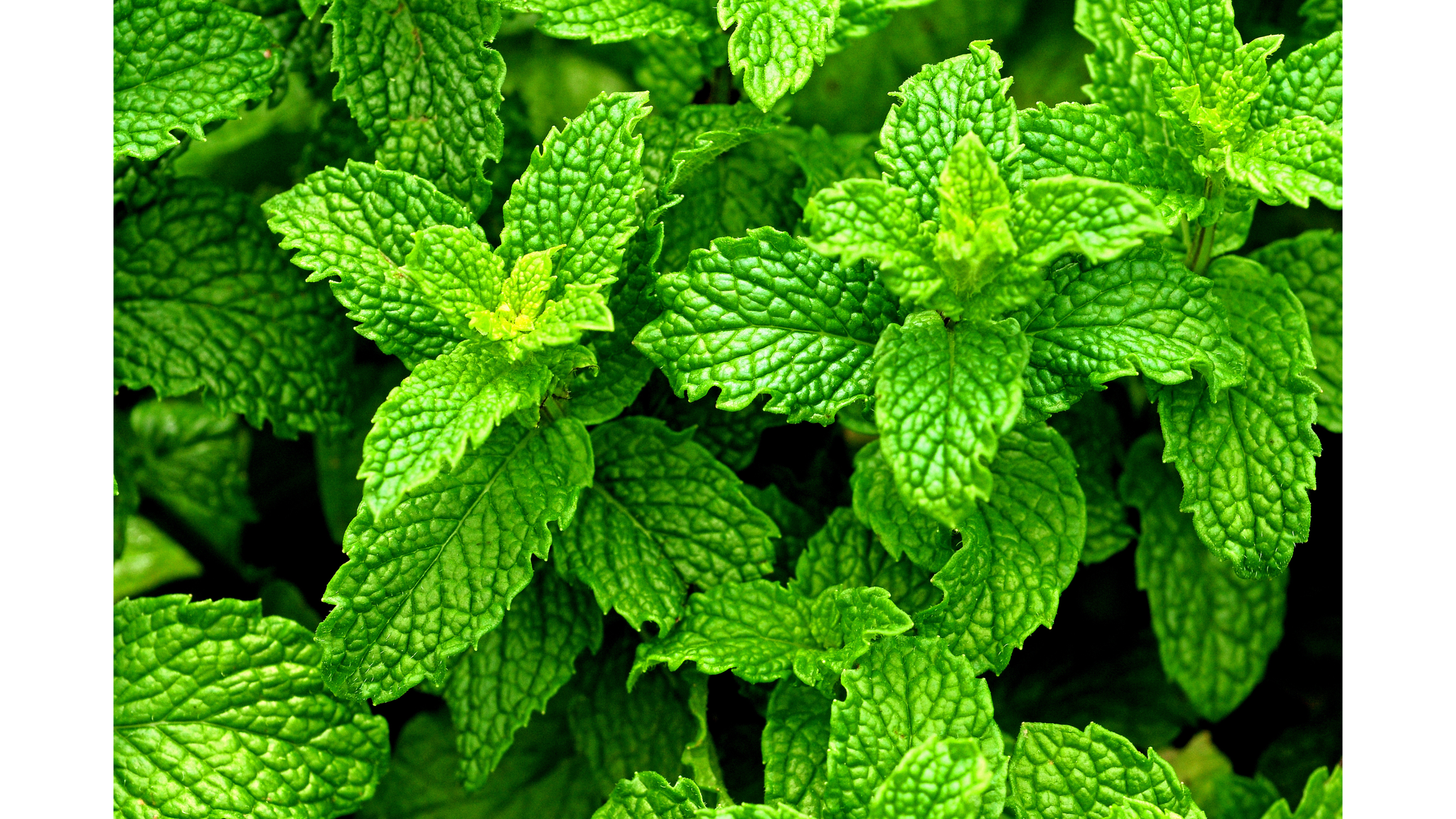 
                  
                    Peppermint leaves 
                  
                