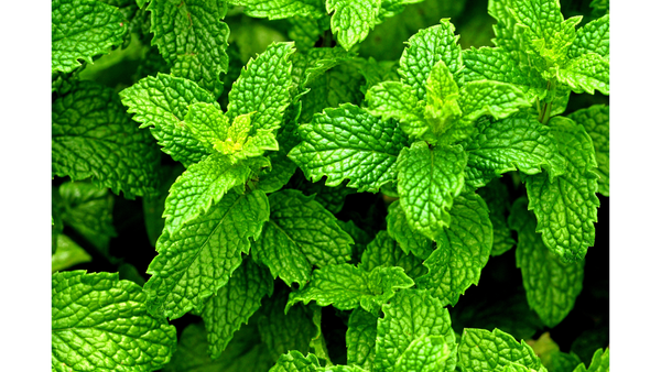 Peppermint Leaves